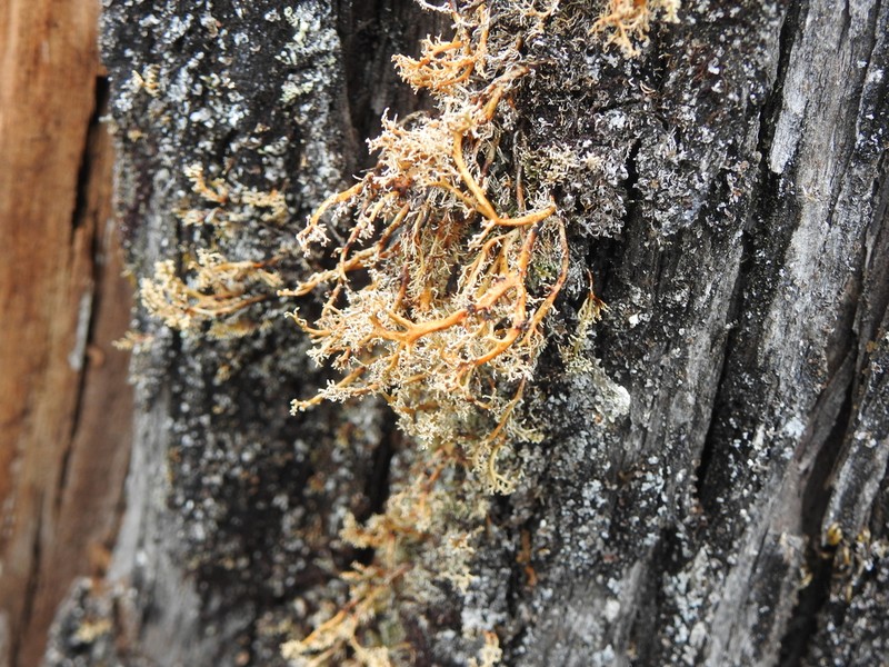 Opegrapha sphaerophoricola photo 7