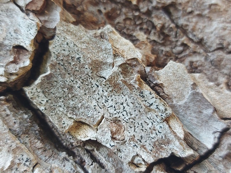 Scribble Lichen