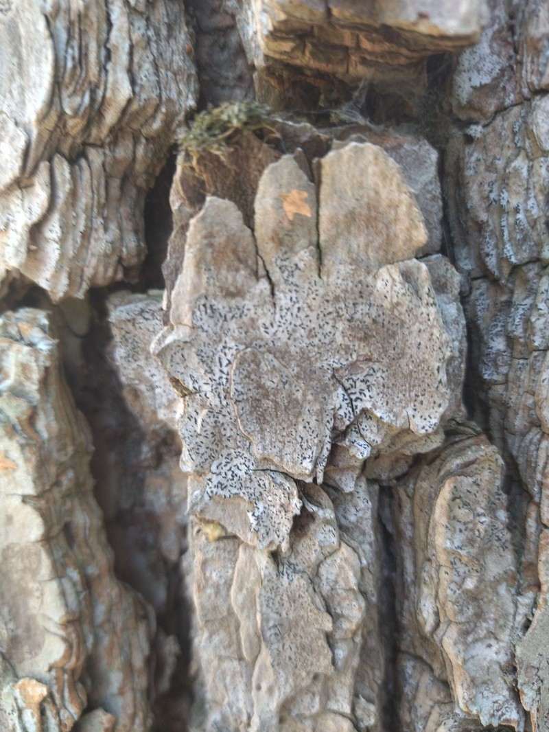 Scribble Lichen photo 2