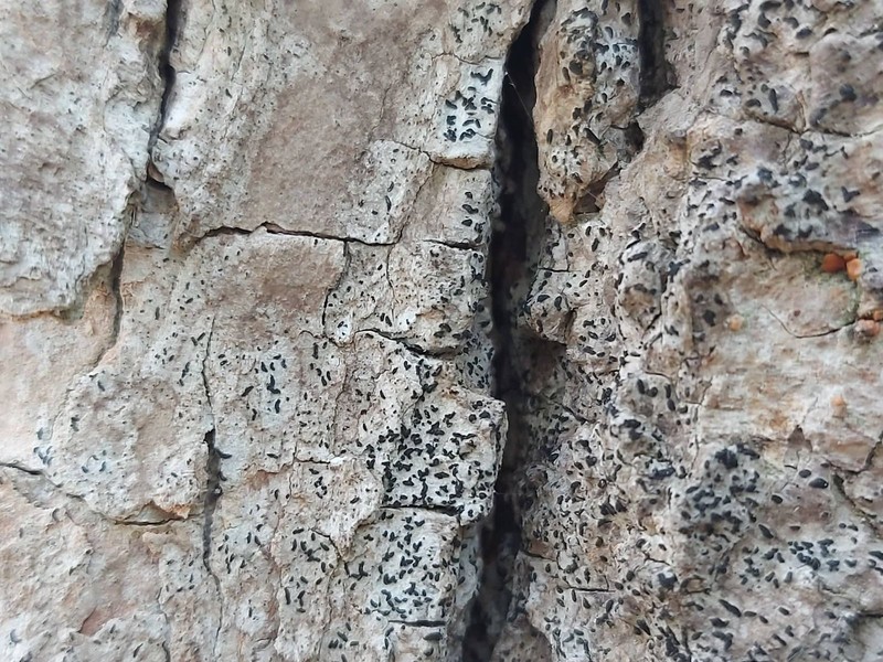 Scribble Lichen photo 3