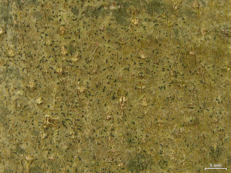 Scribble Lichen
