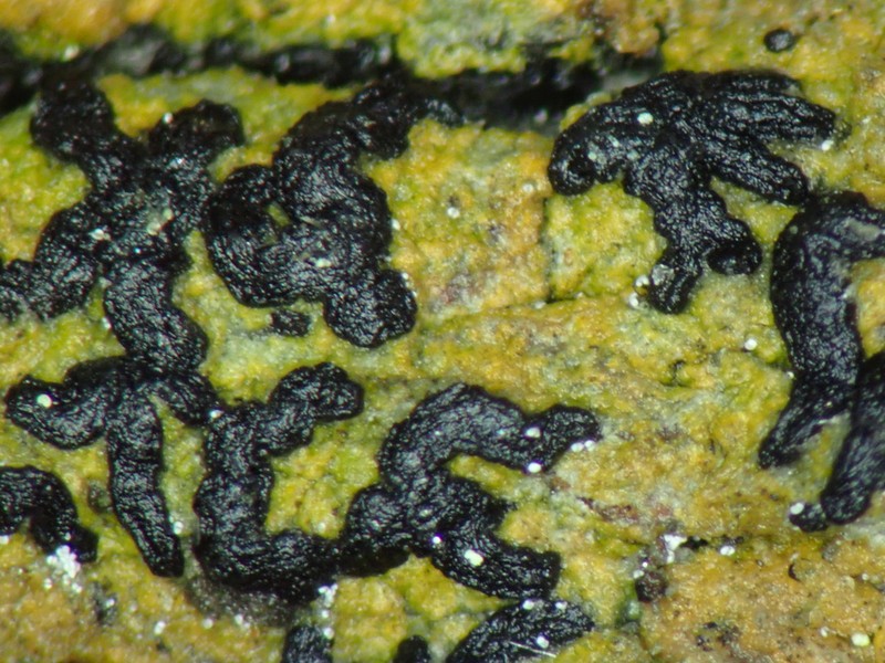 Scribble Lichen photo 3