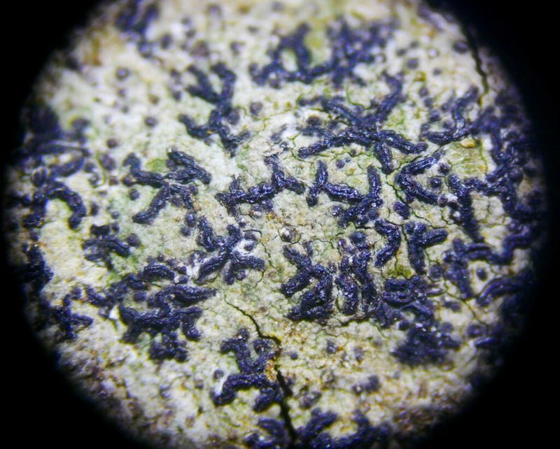Scribble Lichen photo 4