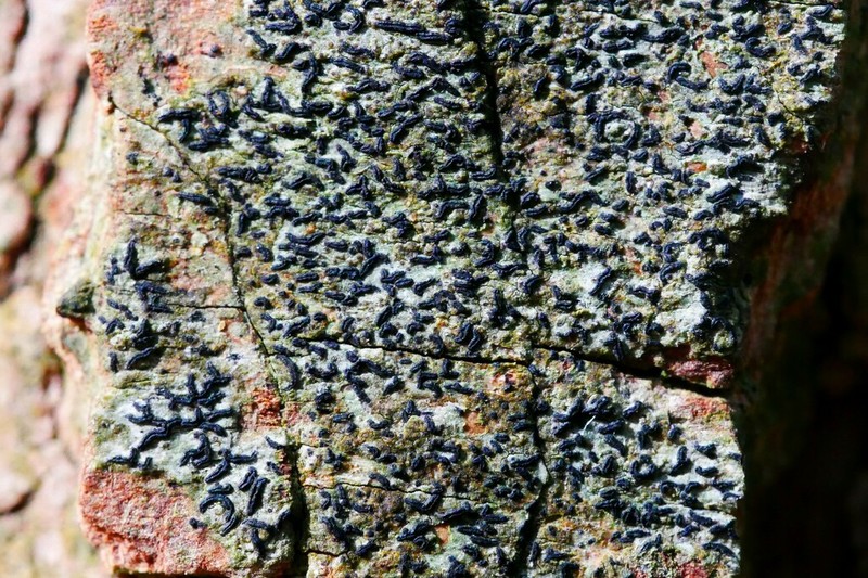 Scribble Lichen photo 5
