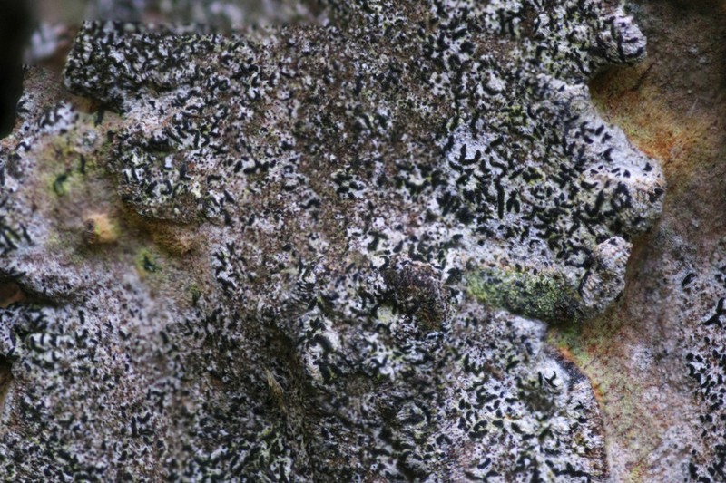 Scribble Lichen photo 6