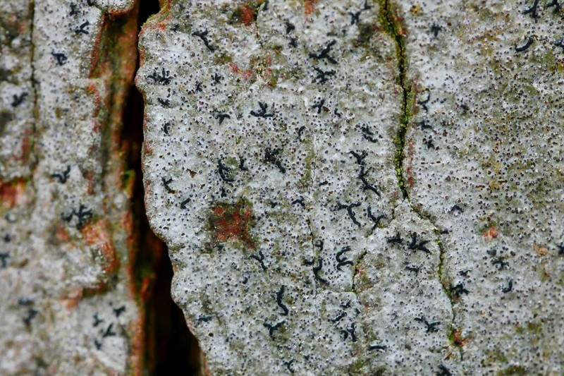 Scribble Lichen photo 7