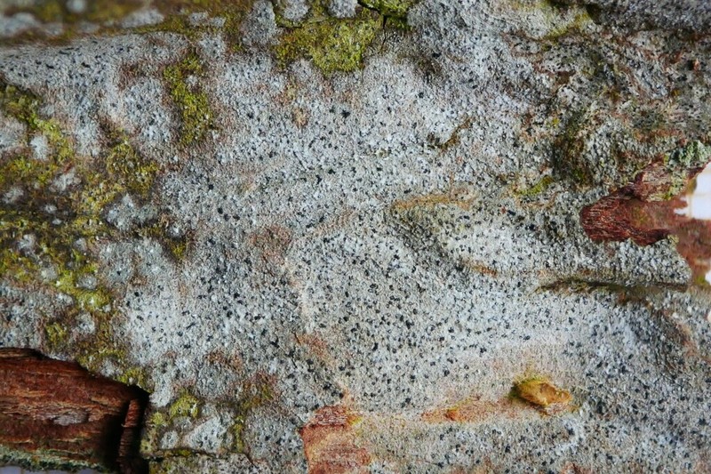 Scribble Lichen photo 8