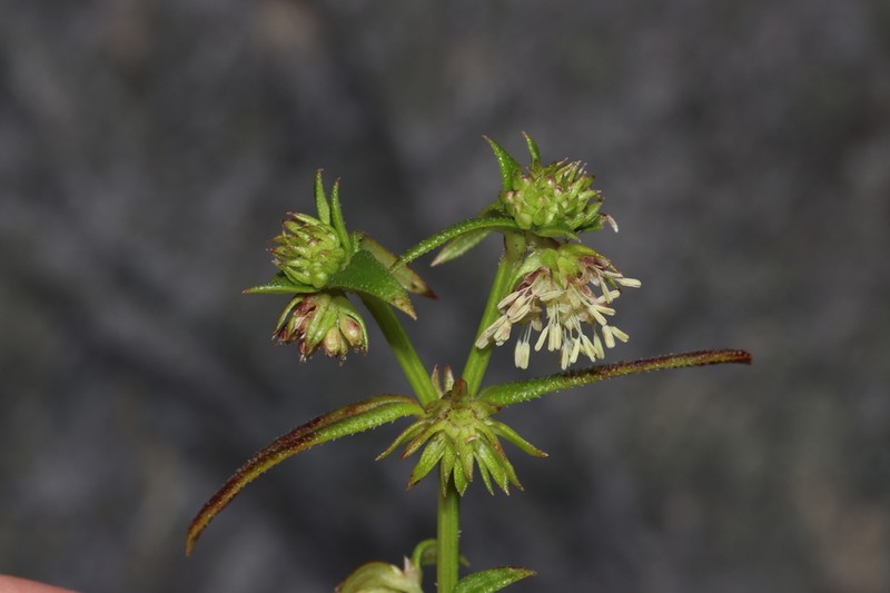 Opercularia nubicola