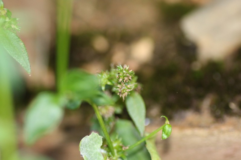 Opercularia nubicola photo 3
