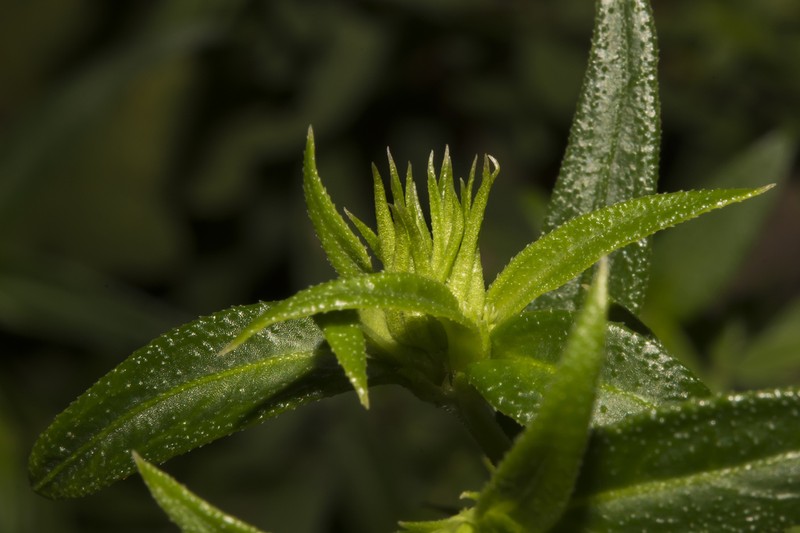 Opercularia nubicola photo 8