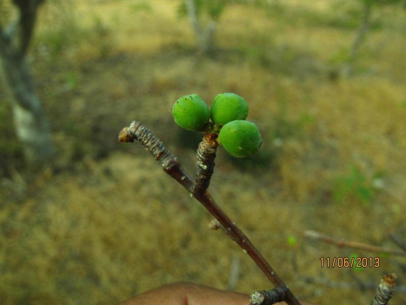 Operculicarya borealis