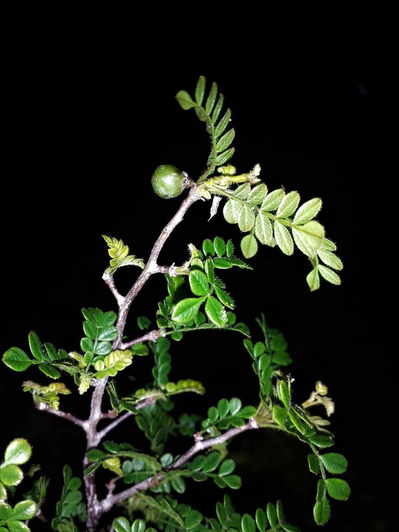 Operculicarya borealis photo 2