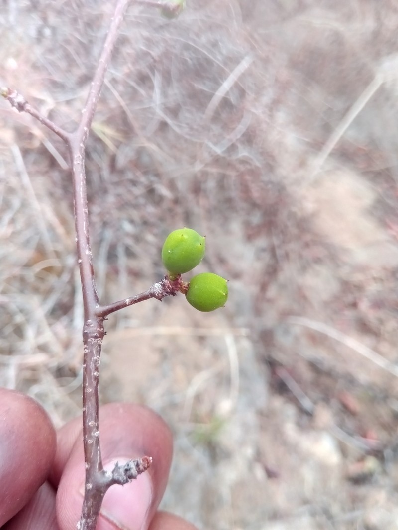 Operculicarya borealis photo 3