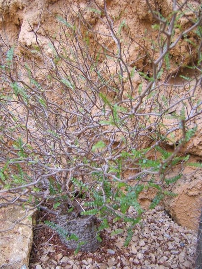 Operculicarya decaryi