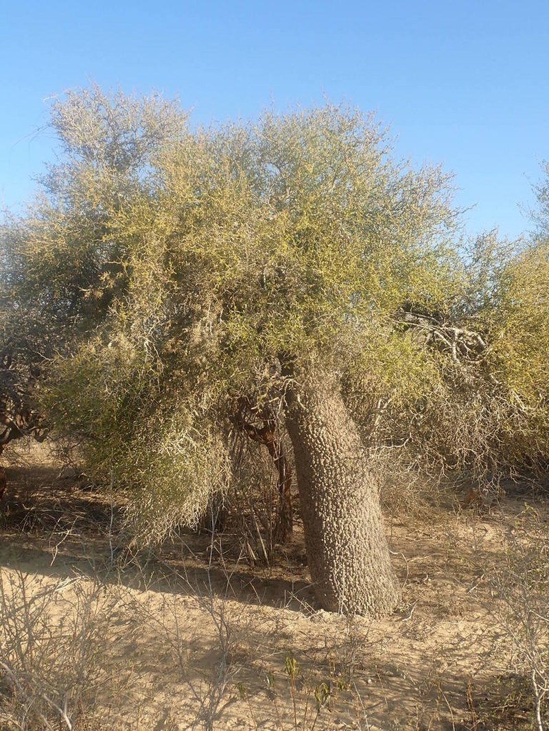Operculicarya decaryi photo 2