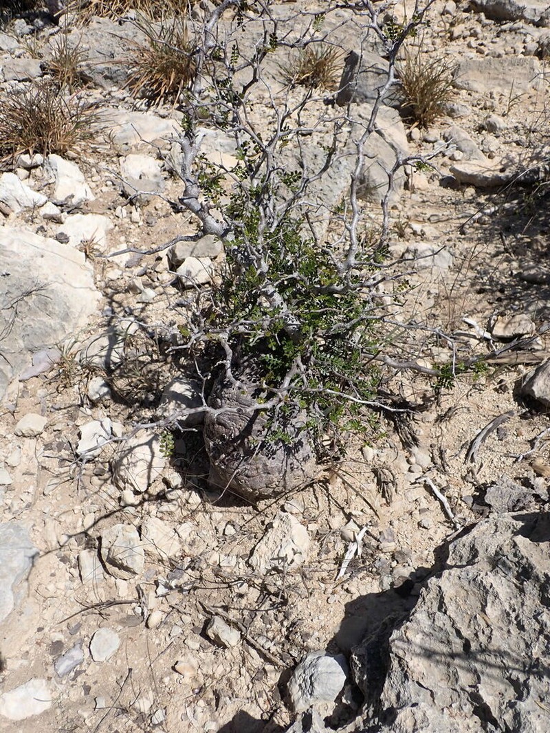 Operculicarya decaryi photo 3