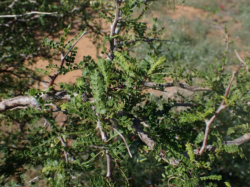 Operculicarya decaryi photo 5
