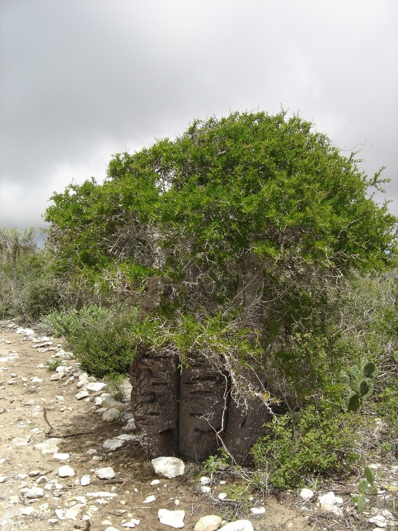 Operculicarya decaryi photo 6