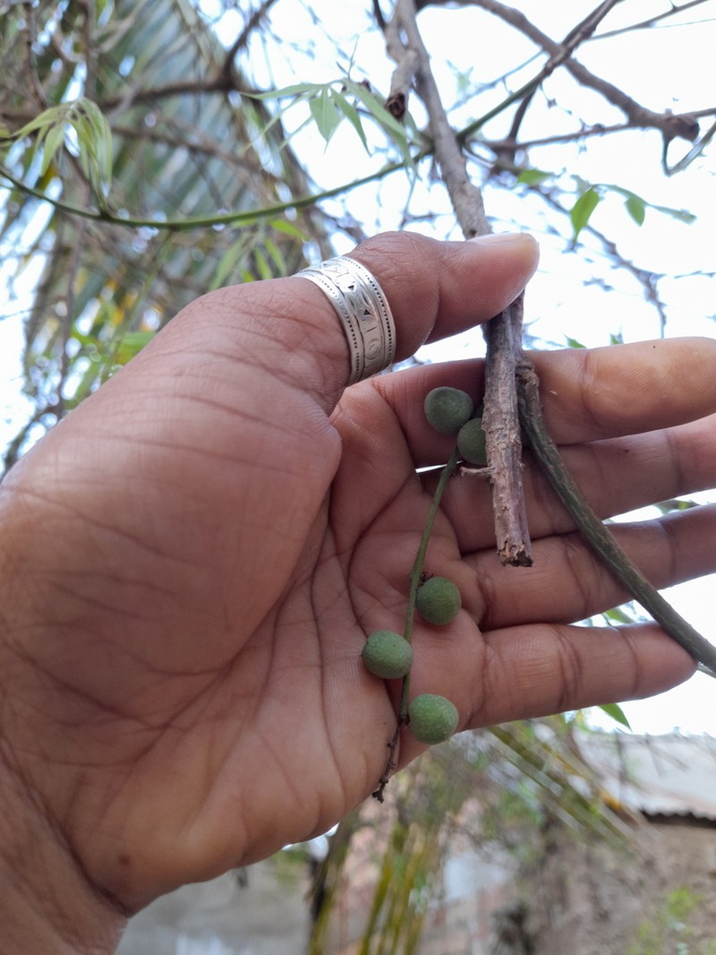 Operculicarya gummifera