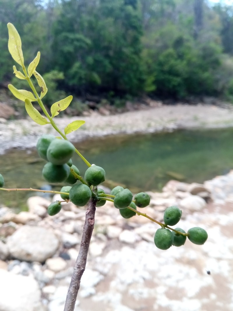 Operculicarya gummifera photo 2