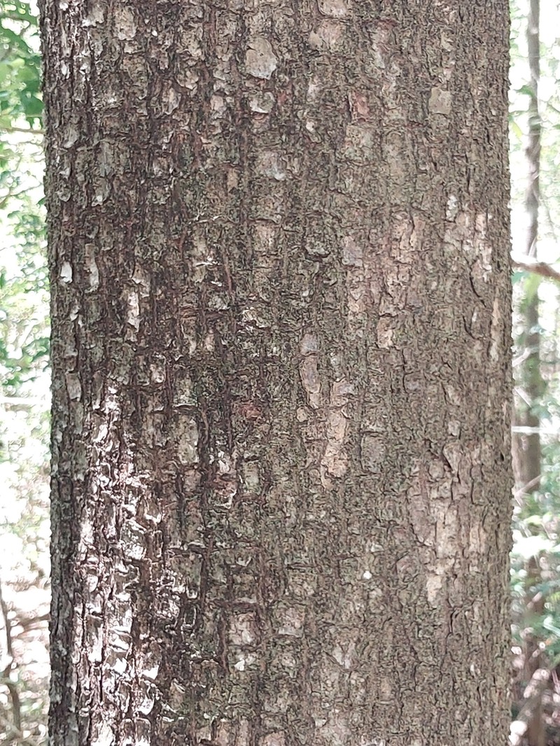 Operculicarya gummifera photo 4