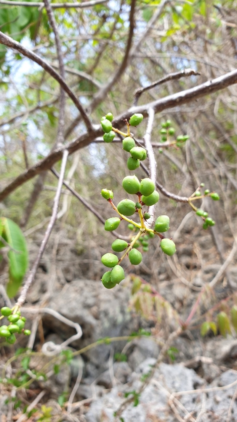 Operculicarya gummifera photo 5