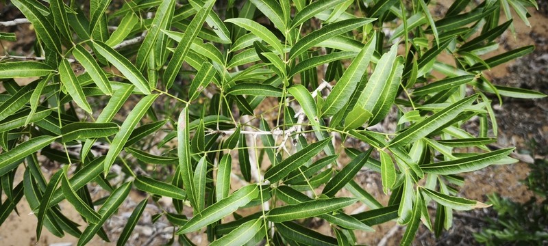 Operculicarya gummifera photo 6