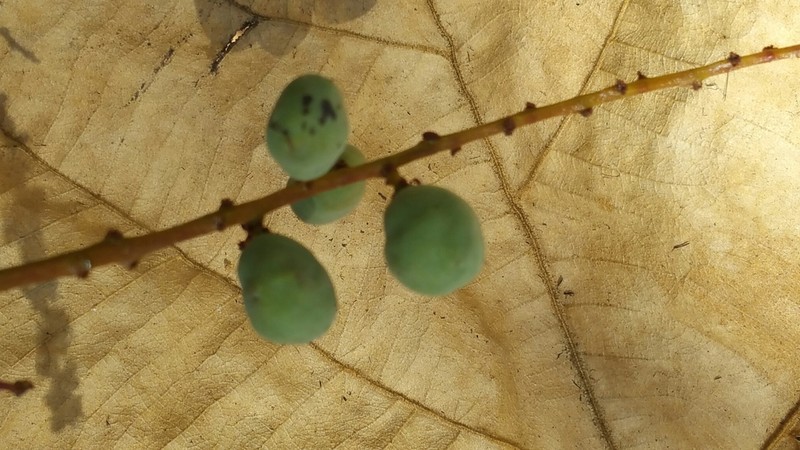 Operculicarya gummifera photo 7