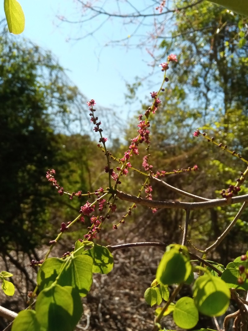 Operculicarya gummifera photo 8