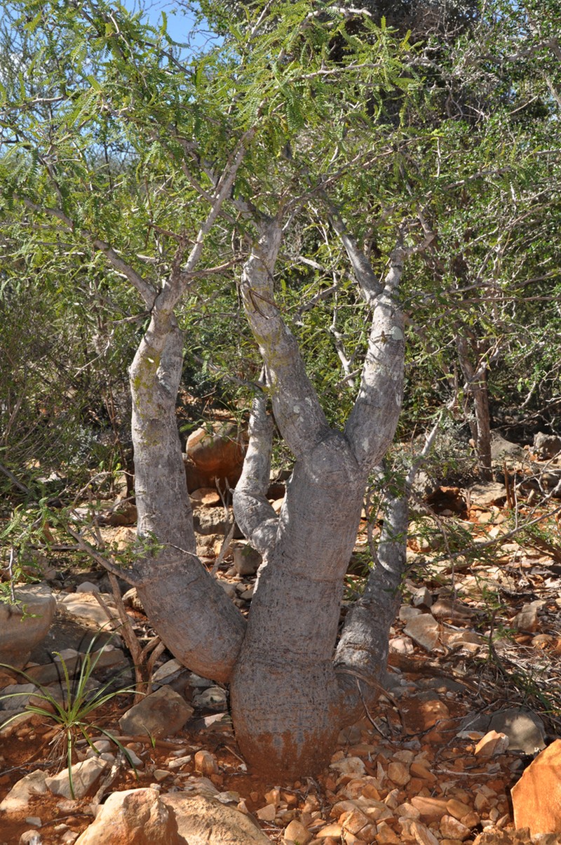 Operculicarya hyphaenoides photo 2