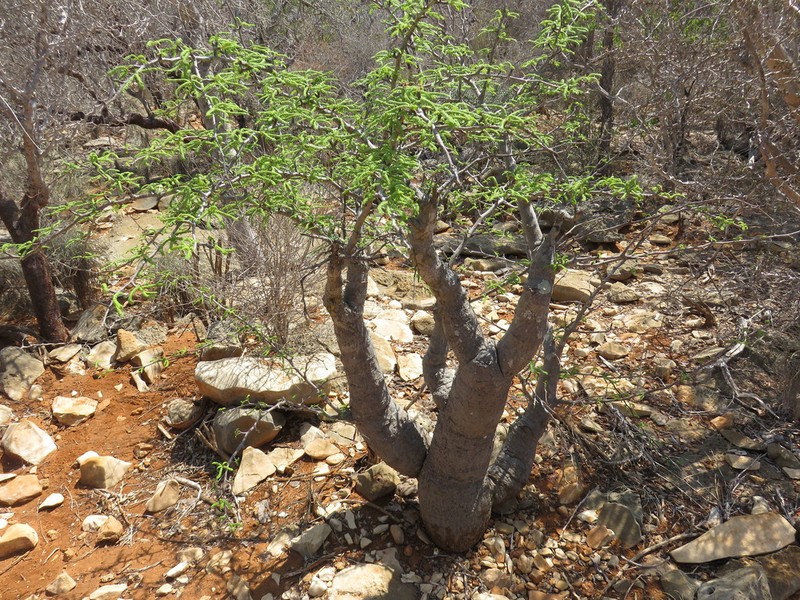 Operculicarya hyphaenoides photo 3