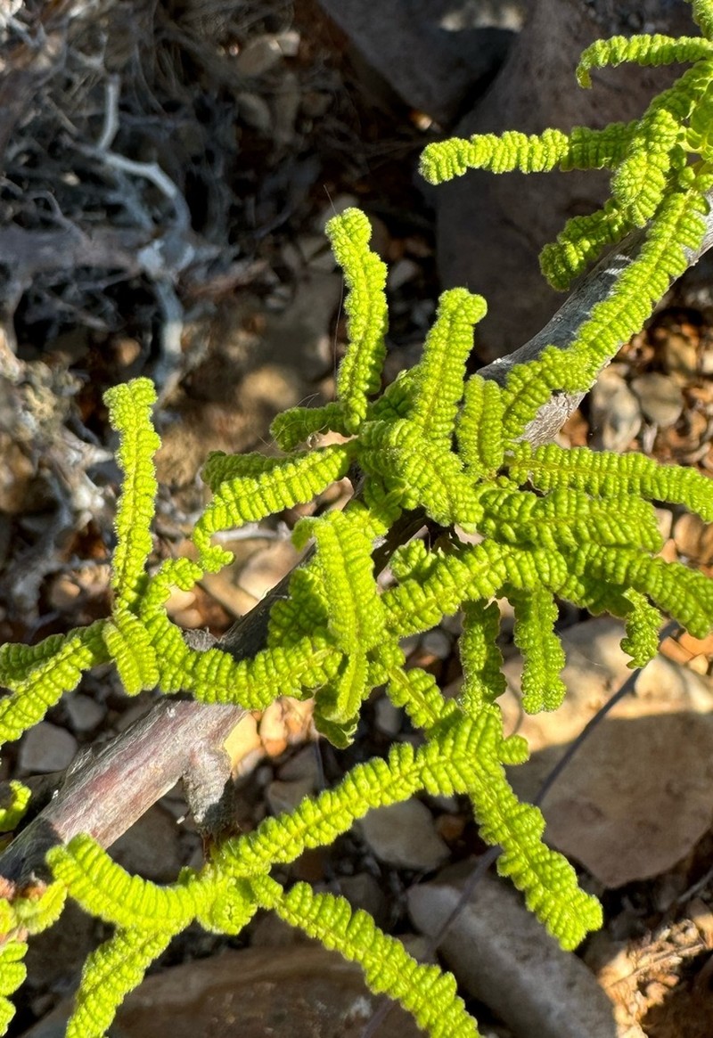 Operculicarya hyphaenoides photo 4