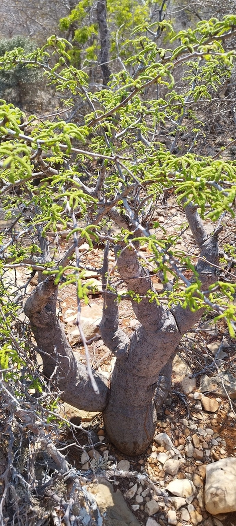 Operculicarya hyphaenoides photo 5