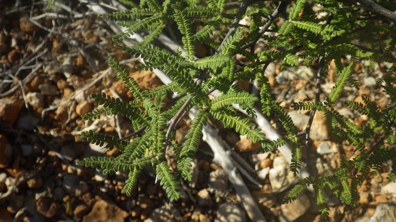 Operculicarya hyphaenoides photo 6
