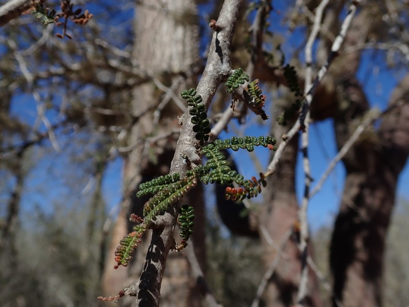 Operculicarya hyphaenoides photo 7