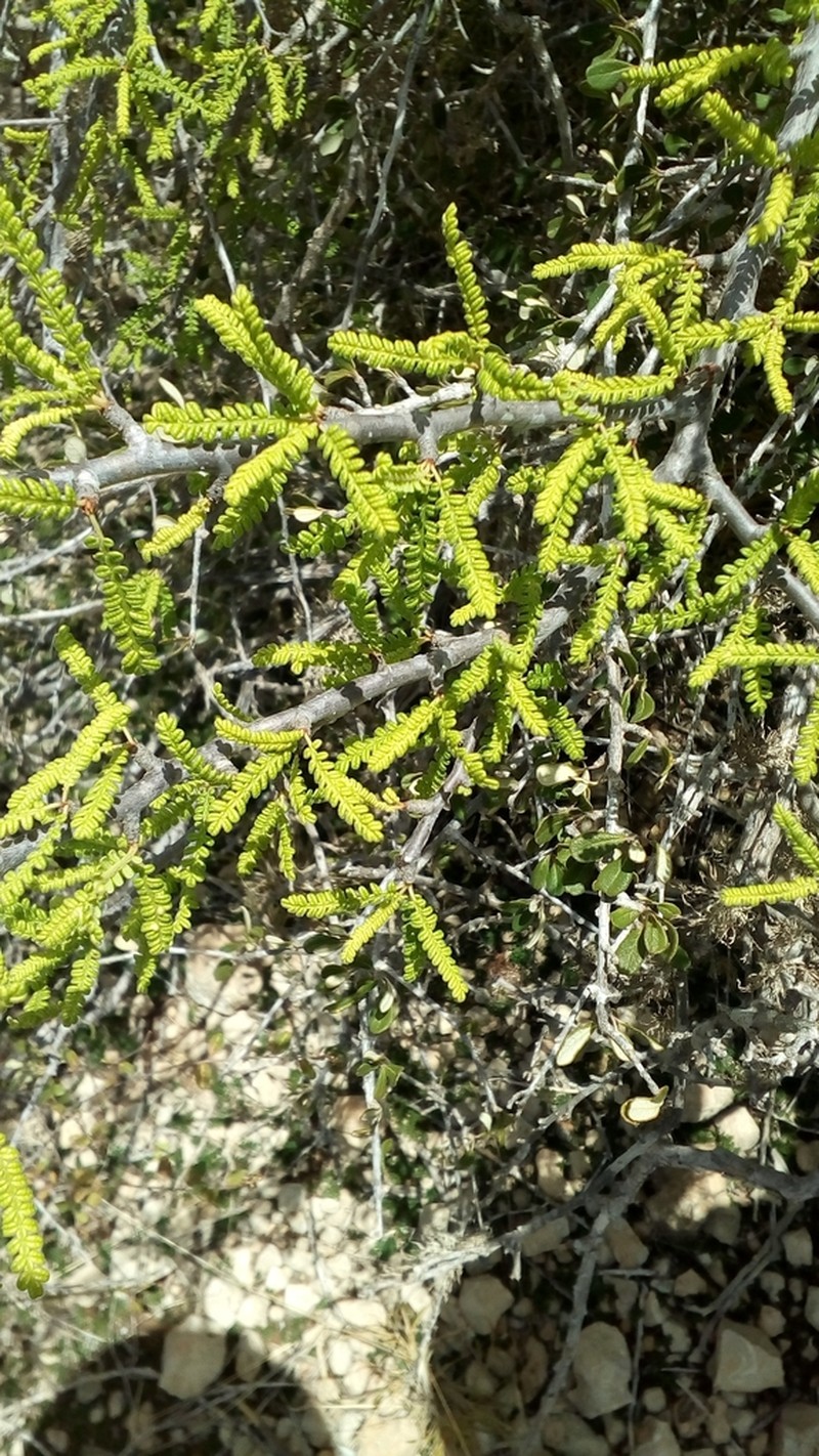 Operculicarya hyphaenoides photo 8