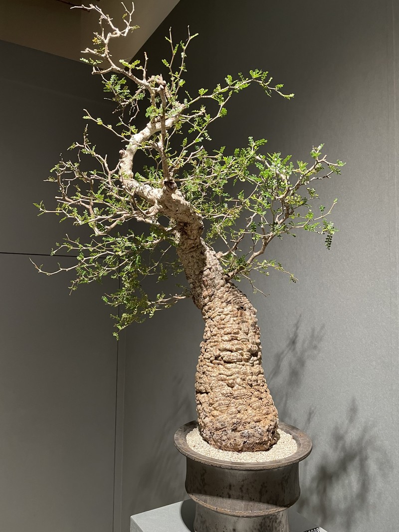 Operculicarya pachypus