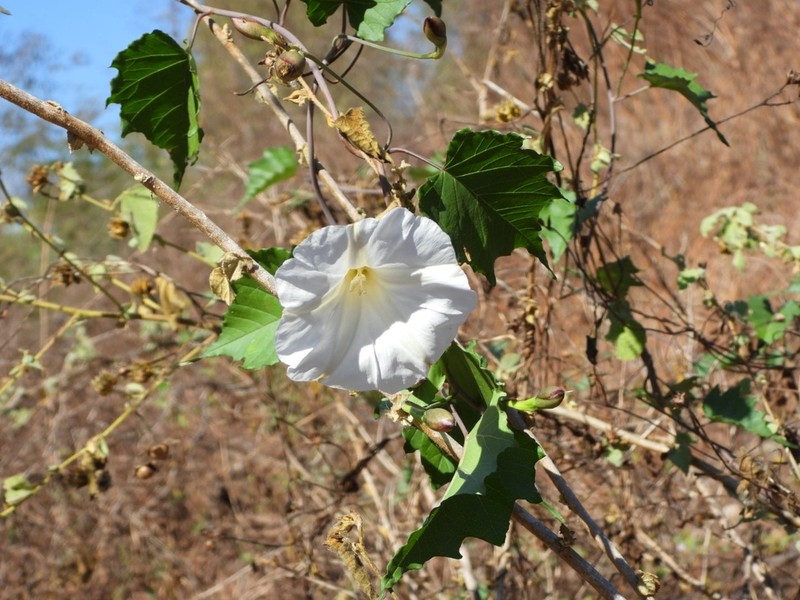 Tansyleaf Lidpod