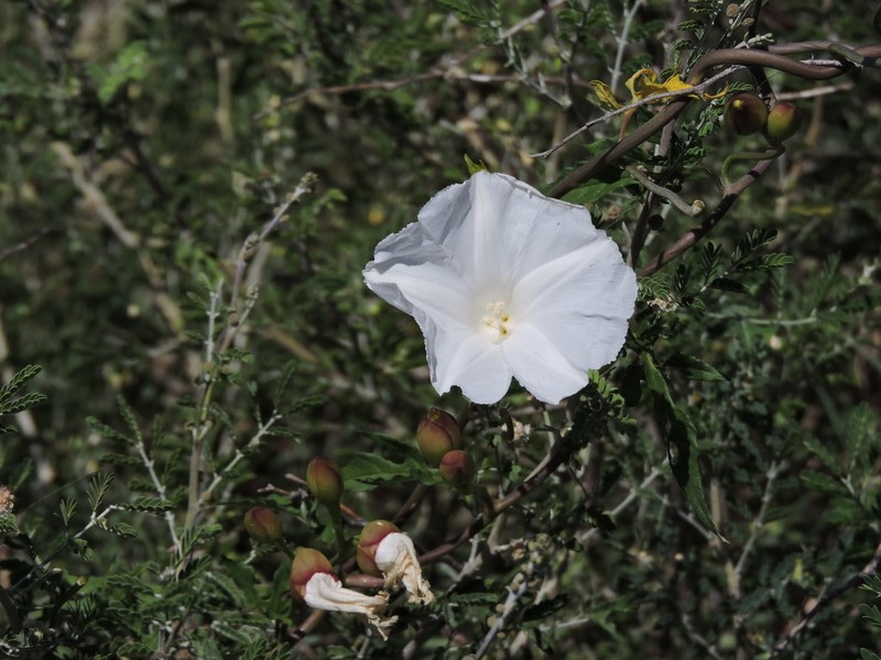 Tansyleaf Lidpod photo 6