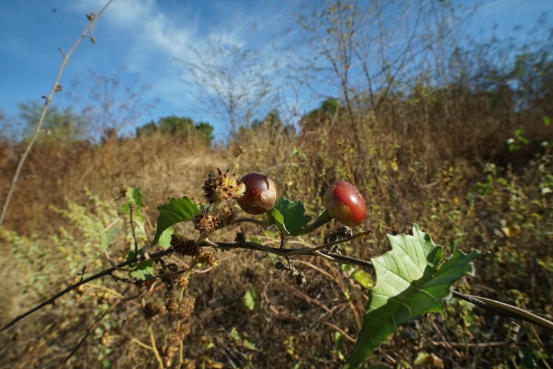 Tansyleaf Lidpod photo 8