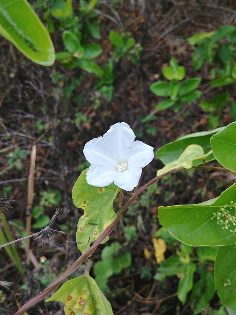 St. Thomas Lidpod photo 5