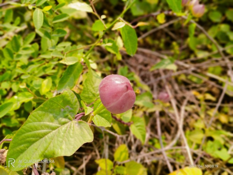 St. Thomas Lidpod photo 6