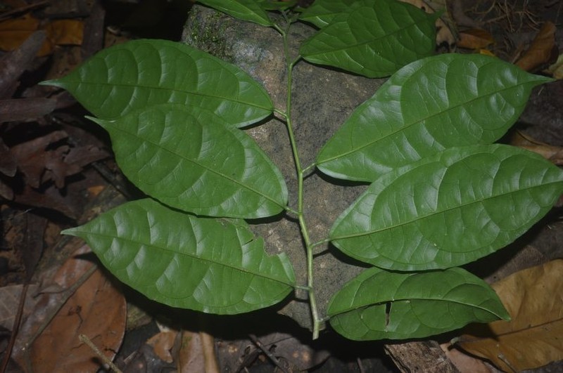 Ophiobotrys zenkeri photo 2