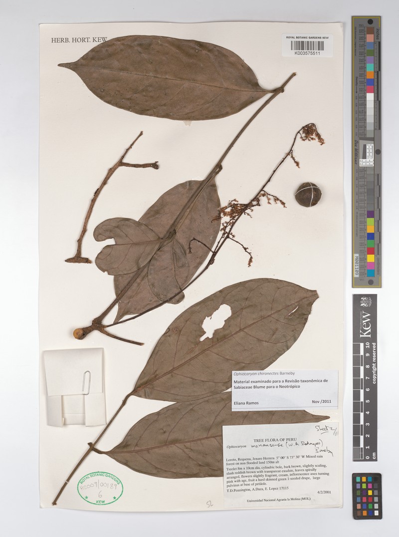 Ophiocaryon chironectes