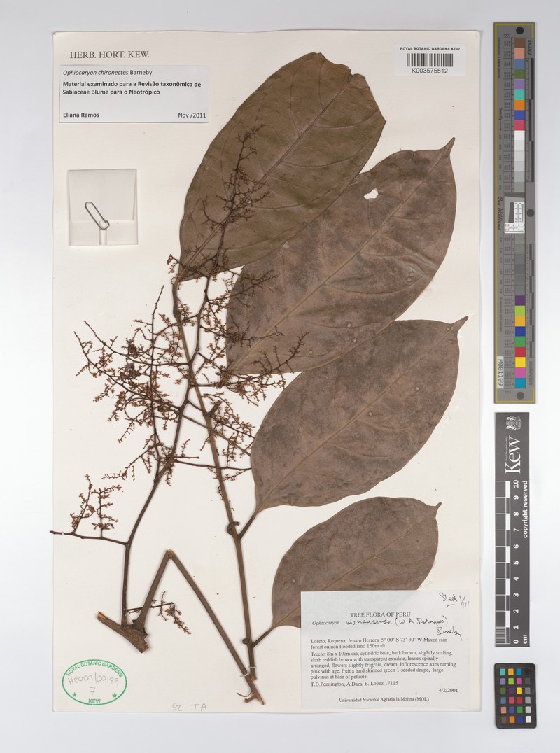 Ophiocaryon chironectes photo 2