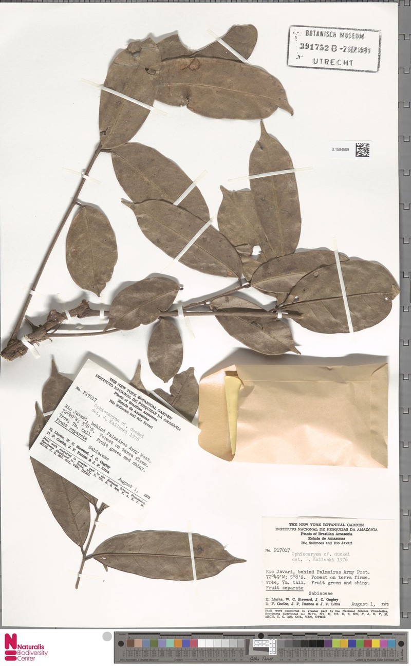 Ophiocaryon duckei