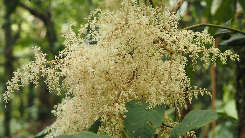 Ophiocaryon heterophyllum