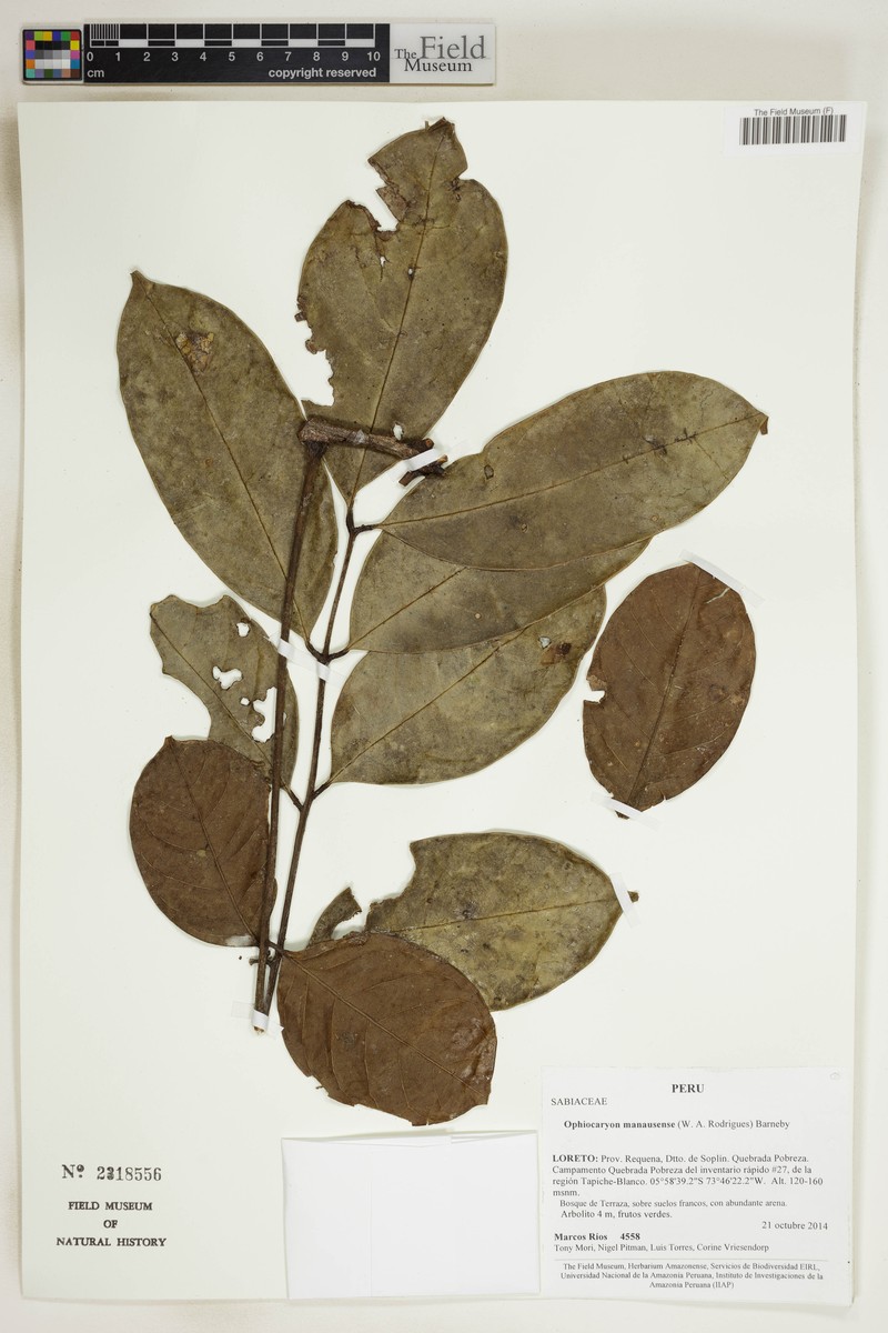 Ophiocaryon heterophyllum photo 2