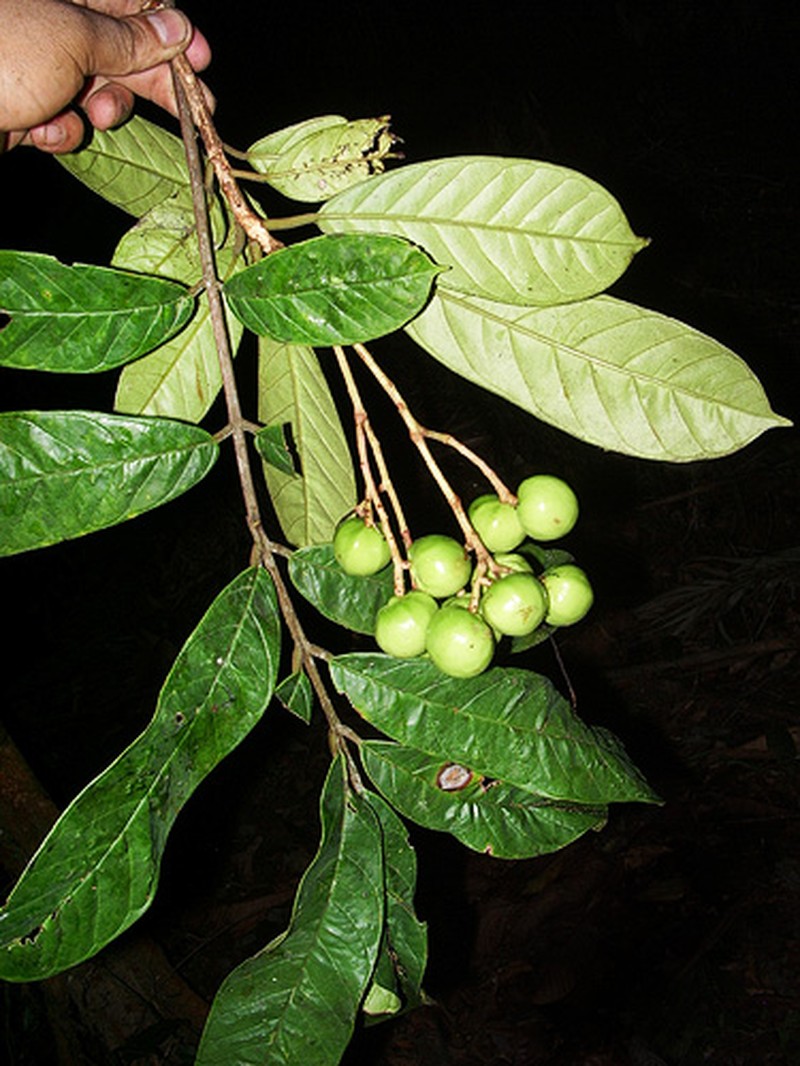 Ophiocaryon klugii