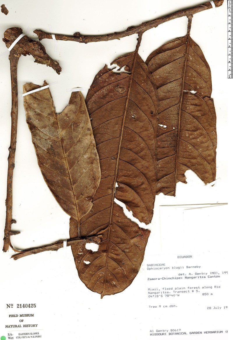 Ophiocaryon klugii photo 2